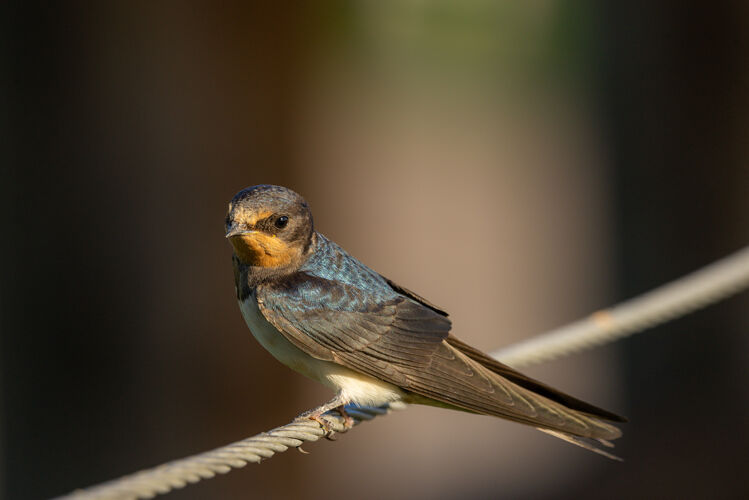 线一个谷仓燕子在绳子上的选择性聚焦镜头鸟巢野生电缆