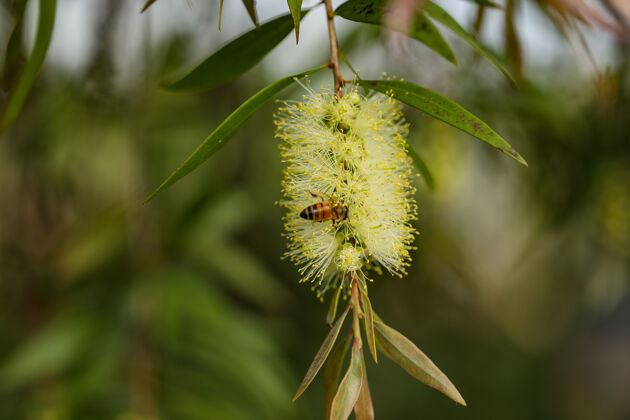生长一只蜜蜂坐在花上采集花蜜的选择性聚焦镜头开花环境植物