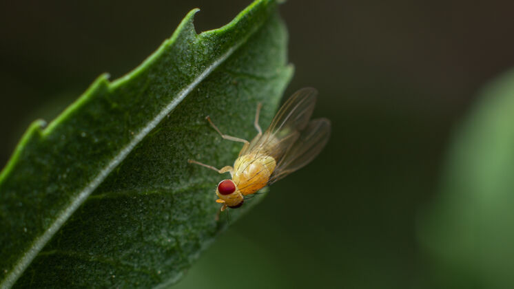 森林绿叶上昆虫的特写镜头昆虫学蜜蜂小