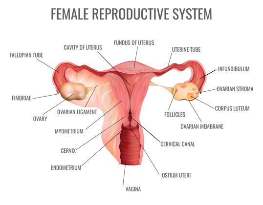 部分女性生殖系统及其主要部分生殖阴道系统