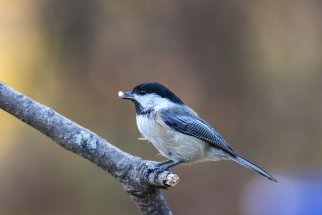 小动物选择性聚焦拍摄一只可爱的山雀 嘴里叼着食物栖息在树枝上栖息鸟类学森林