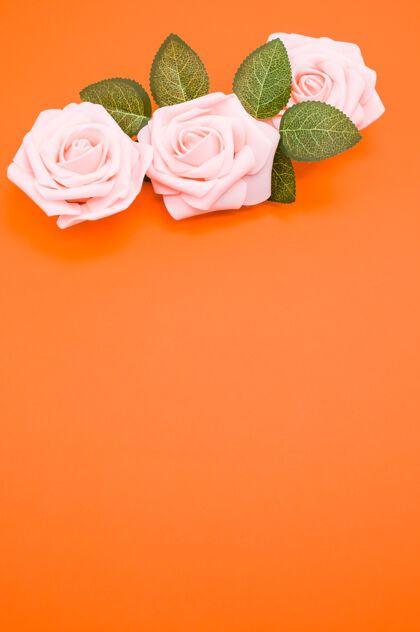 花瓣垂直特写镜头粉红色玫瑰孤立的橙色背景与复制空间绽放花垂直