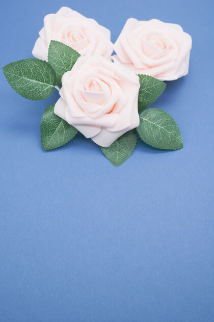 花朵粉红色玫瑰的垂直特写镜头 在蓝色背景上与复制空间隔离玫瑰花自然