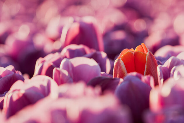 花园从4月下旬到5月上旬 荷兰的郁金香花开得五彩缤纷幸运的是 荷兰的乡间点缀着上百朵鲜花 这真是太棒了乡村开花自然