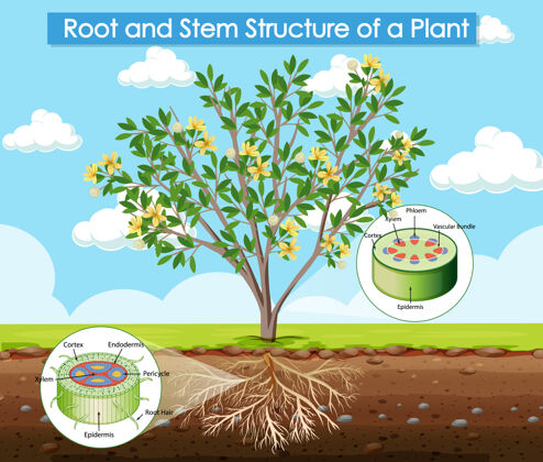 解剖学植物的根和茎结构图结构生物学生理学