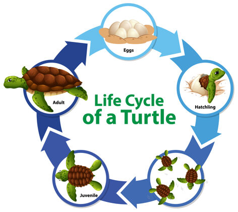 海龟海龟生命周期图生长生物卡通