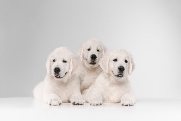 活跃英国奶油色金色猎犬摆姿势可爱的顽皮小狗或纯种宠物看起来顽皮和可爱孤立的白色背景皮毛英语背景