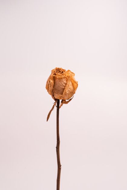 玫瑰一个没有叶子的干白玫瑰的垂直镜头在浅色背景上孤立宏芳香花园