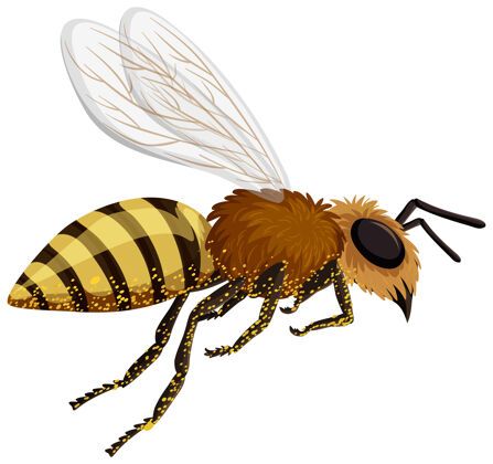 花粉白色背景上孤立的蜜蜂卡通蜜蜂背景