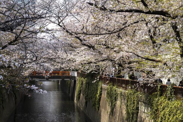 桃花美丽的桃树在日本盛开自然花花瓣