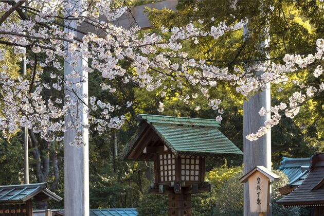 桃花美丽的桃树白天在东京盛开开花花桃花