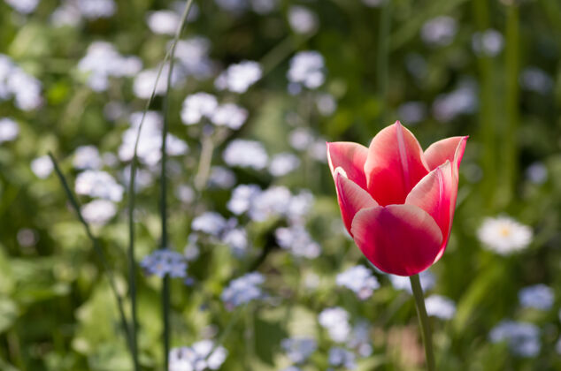 新鲜特写镜头粉红色郁金香花与波基背景花瓣开花自然