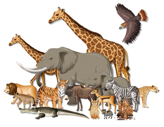 非洲一群白色背景的非洲野生动物动物群森林爬行动物