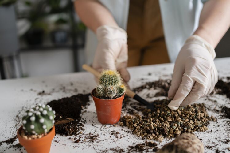 生长近距离观察种植植物的女人植物学植物学土壤