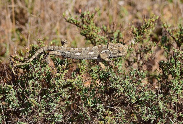 马耳他动物群一只地中海变色龙在马耳他的加里古植物上晒太阳和散步变色龙灌木蜥蜴