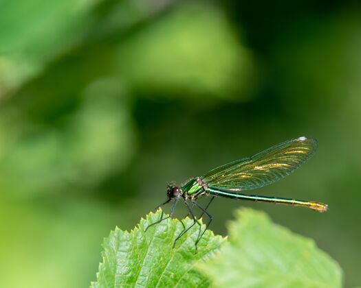 环境光照下蜻蜓在树叶上的微距镜头野生热带动物