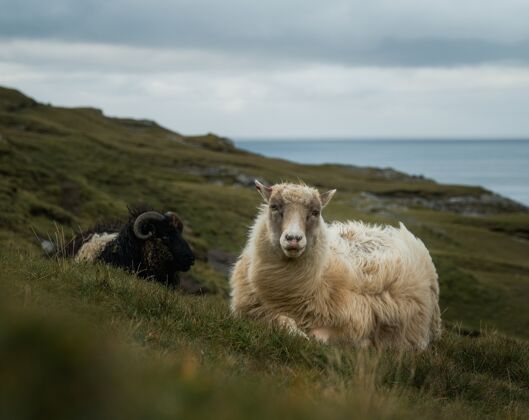 家庭山上放牧的羊的镜头农业自然土地