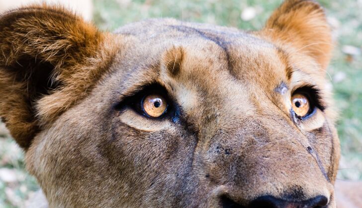 猫狮子头的特写镜头毛皮公园肖像
