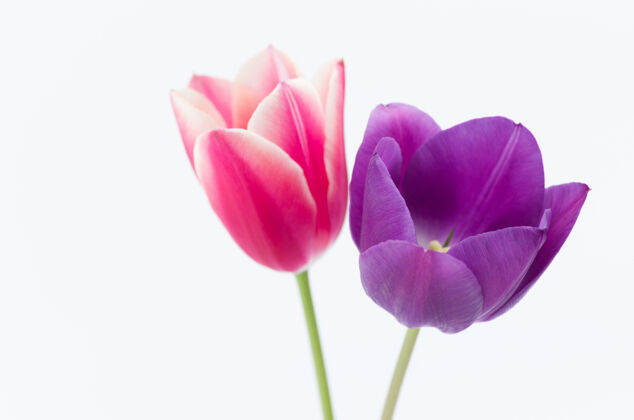 花两个彩色郁金香花的特写隔离在白色背景与空间为您的文字花瓣开花复制