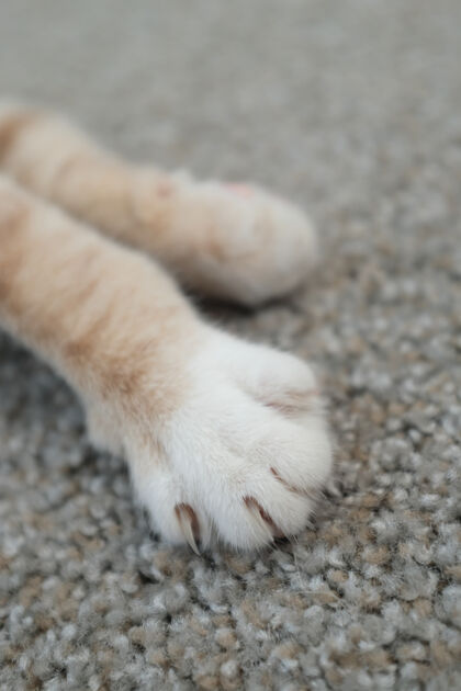 垂直可爱的猫爪垂直拍摄年轻玩毛绒绒