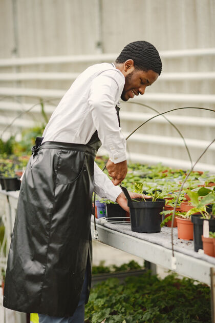 年轻围裙里的园丁温室里的非洲男人花盆里的花花园举行欢呼