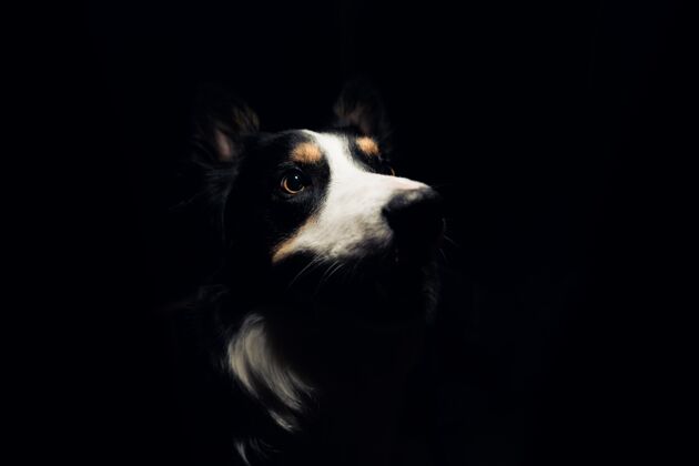 可爱一只狗在黑暗中看着光明的艺术镜头小狗小狗狗