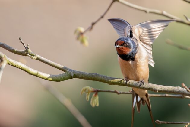 自然谷仓燕子坐在树枝上拍打翅膀的特写镜头国家翅膀羽毛