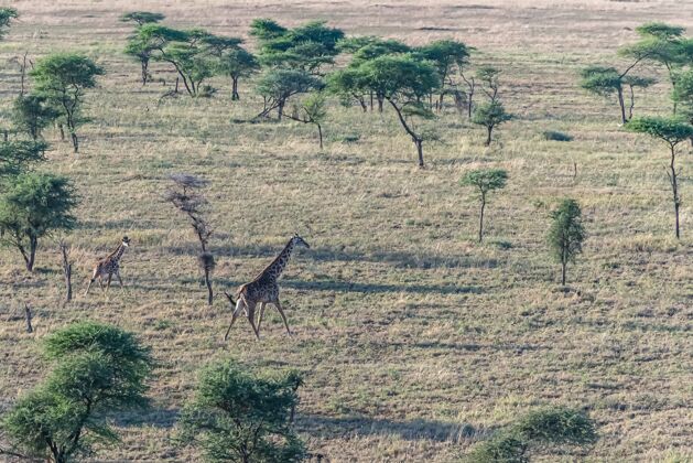 高长颈鹿在白天阳光的照射下 在一片绿草如茵的田野里树自然野生动物