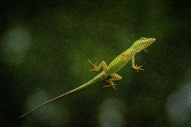 自然金属网上绿色蜥蜴的特写镜头树金属条纹