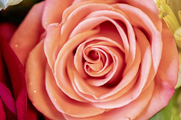 花在模糊的背景上拍摄美丽的粉红玫瑰特写镜头花瓣公园背景