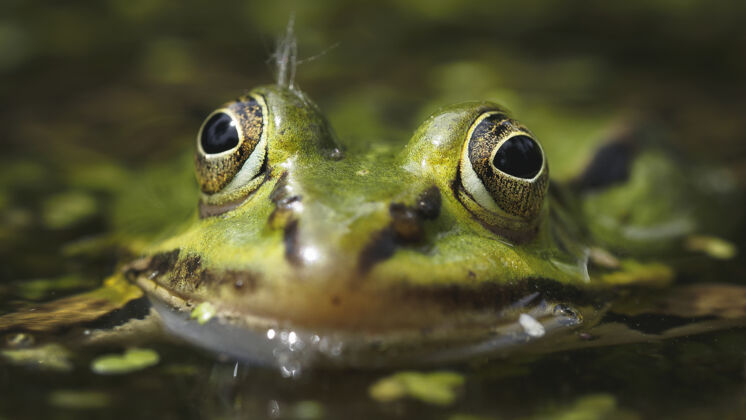 青蛙绿色青蛙的选择性聚焦镜头眼睛春天动物