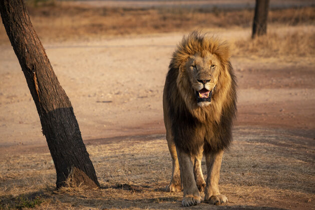 公园南非狮子特写镜头非洲旅游捕食者