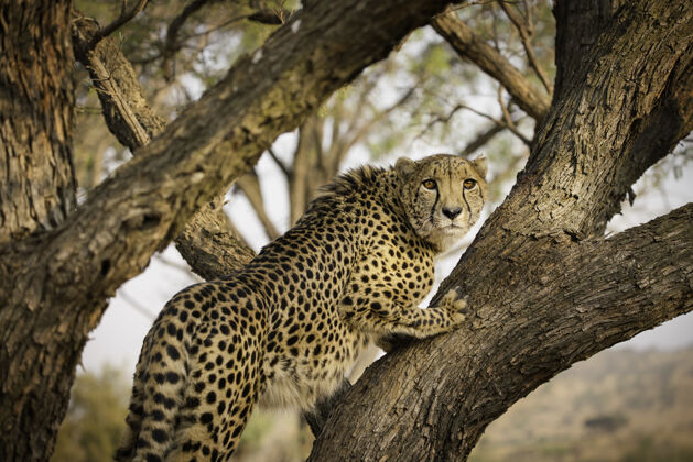 非洲南非树上的非洲豹大捕食者野生动物