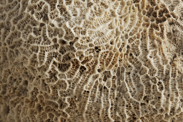 水生特写米色天然珊瑚纹理生物背景野生动物