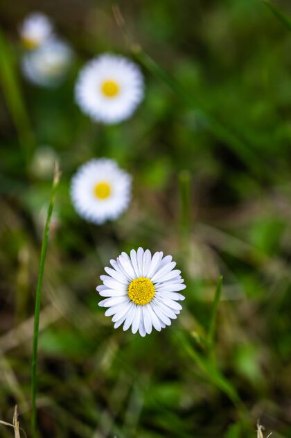 开花美丽的白色雏菊花特写镜头花叶自然