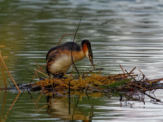 巢穴白天在湖里的大凤头雀伟大欧洲水