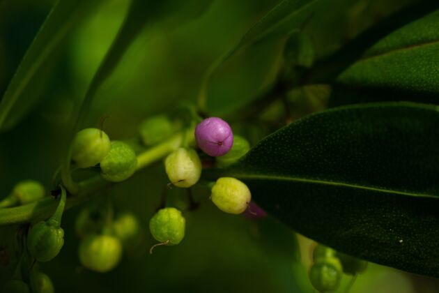 柔软绿色海洋中的紫色水果树枝上小水果的照片叶多汁多