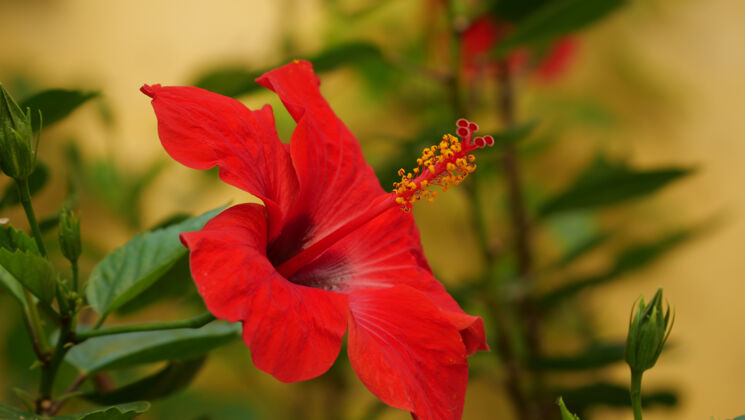 花园一朵鲜红色芙蓉花的特写镜头花瓣花芽