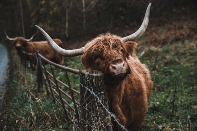 农业白天农场里一头棕色公牛的特写镜头公牛肉类乡村