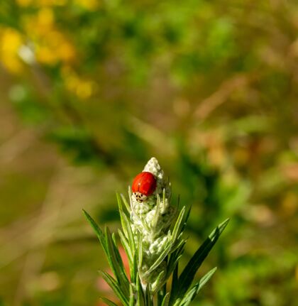 颜色一只瓢虫坐在盛开的花朵上的选择性聚焦镜头季节新鲜瓢虫