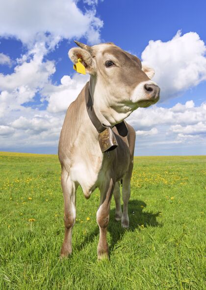 环境在一个阳光明媚的日子里拍摄的一头牛在草地上吃草的垂直镜头草地牛牛