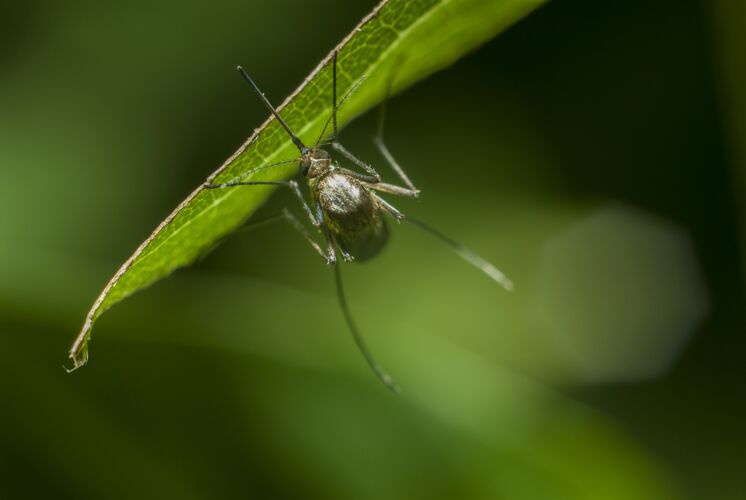 细节选择性聚焦拍摄一只躺在绿草上的蚊子昆虫草花园