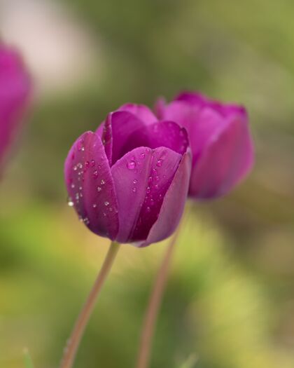 花园紫色的郁金香花在田野里白色紫色新鲜