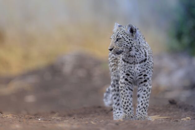 野兽精选焦点拍摄一只美丽的雪豹白黑动物