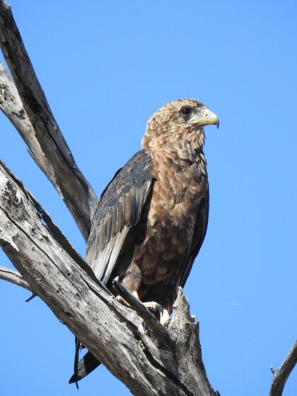 动物垂直低角度拍摄一只老鹰坐在蓝天下的树枝上公园鹰太阳