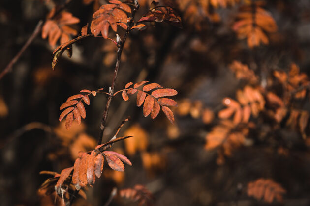 秋天精选聚焦拍摄山灰叶生长植物学树叶