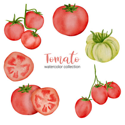 健康水彩画红番茄 全切 切成两半手绘水彩成熟