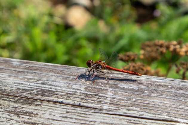 翅膀木面蜻蜓特写镜头花园细节特写