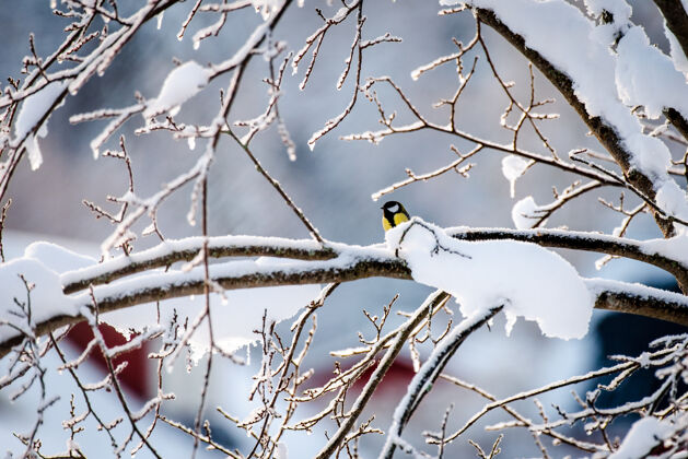 森林冬天树枝上的大山雀鸣鸟动物鸟