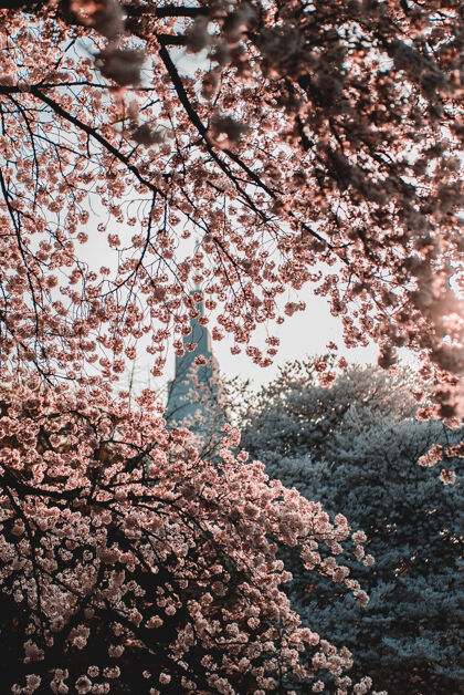 建筑浅浅的粉红色花朵在日出时绽放树樱花樱花